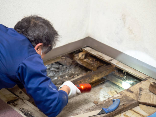 Best Black Mold Removal  in Delevan, NY