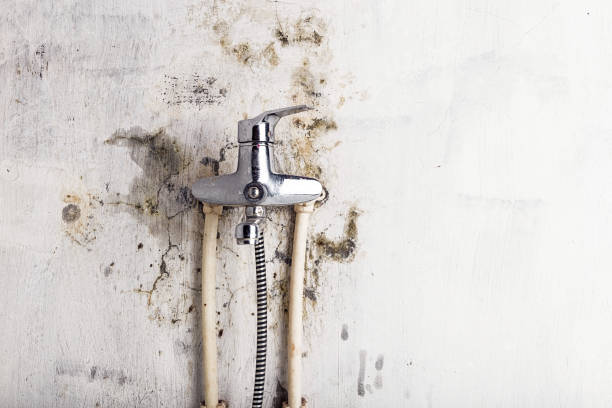 Best Affordable Mold Removal  in Delevan, NY