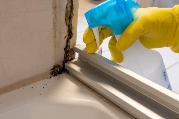 Best Affordable Mold Removal  in Delevan, NY