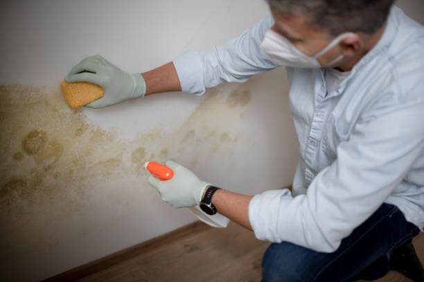 Delevan, NY Mold Removal Company