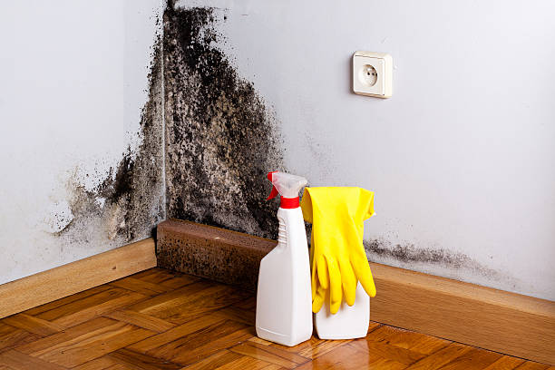 Best Local Mold Removal Service  in Delevan, NY
