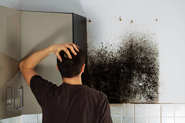 Home Mold Removal in Delevan, NY